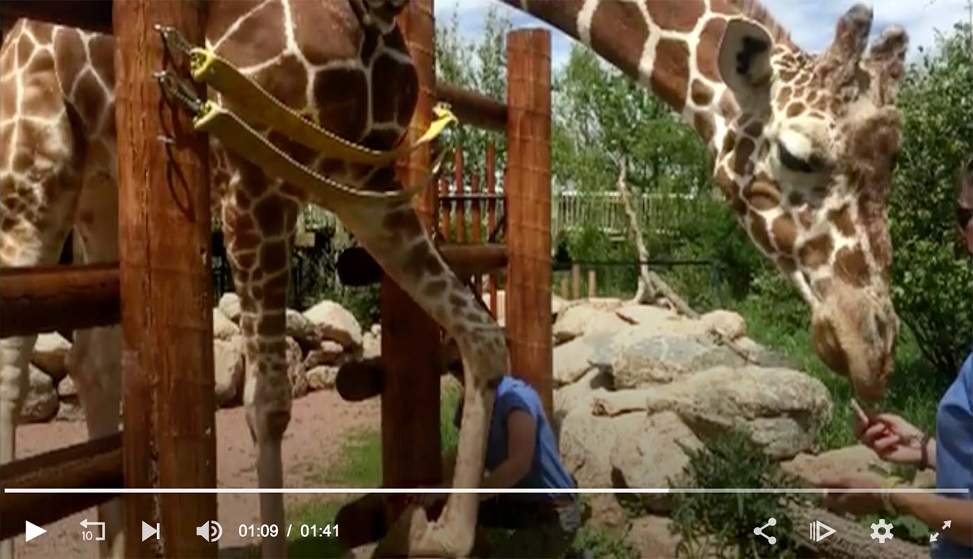 KING 5 News: Chris Niclas Makes Shoes for Arthritic Giraffe